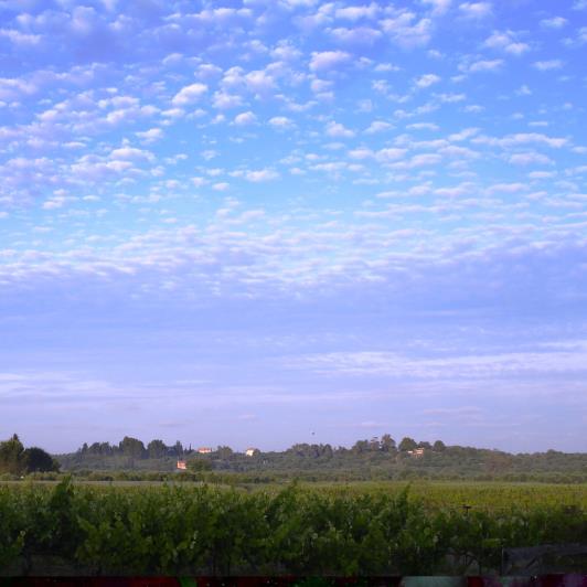Image No.19-Vignoble à vendre à Matzavinata