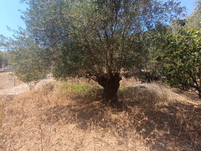 Image No.10-Terre à vendre à Faraklata