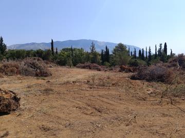 IMG_20250809_114608-scaled