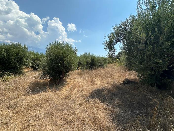 Image No.5-Terre à vendre à Kountourata