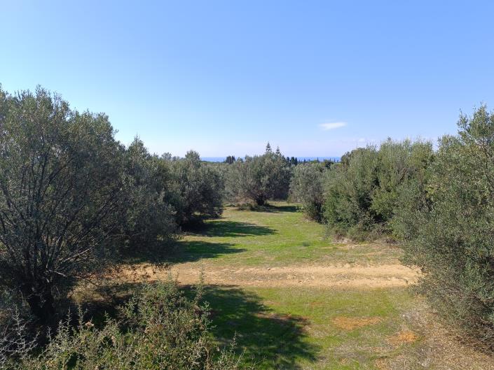 Image No.3-Terre à vendre à Svoronata