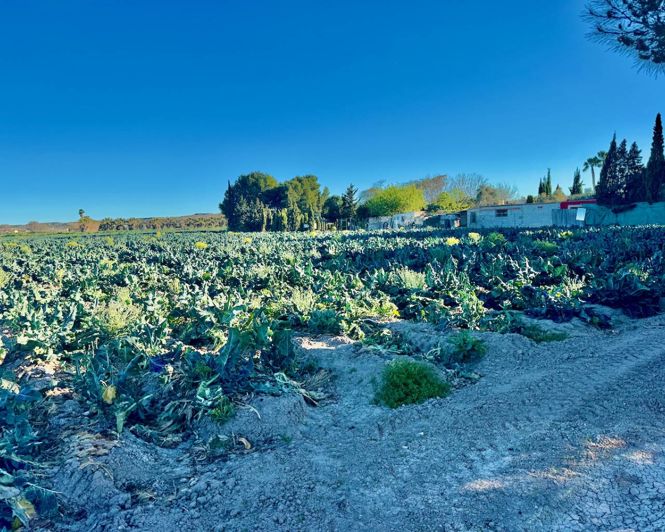 Image No.37-Propriété de 4 chambres à vendre à Guardamar del Segura