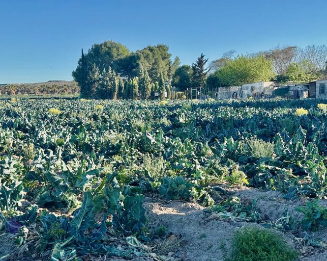 Image No.38-Propriété de 4 chambres à vendre à Guardamar del Segura