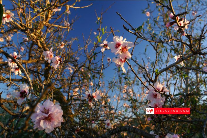 Image No.58-Maison de ville de 3 chambres à vendre à San Miguel de Salinas