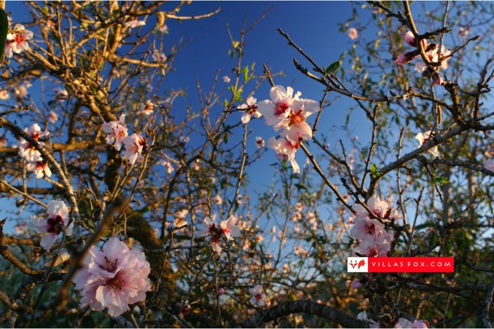 Image No.56-Maison de ville de 3 chambres à vendre à San Miguel de Salinas