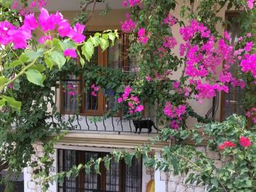 51227992_2322814554419337_8746432926704467968_n