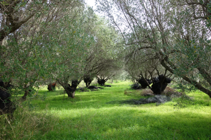 Image No.3-Terre à vendre à Spartia