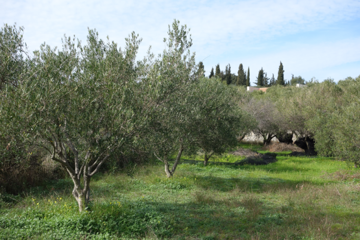 Image No.6-Terre à vendre à Spartia