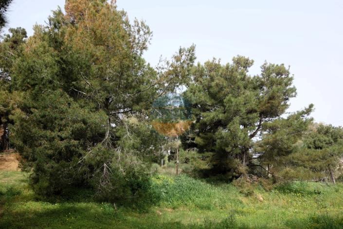 Image No.21-Bar à vendre à Skala