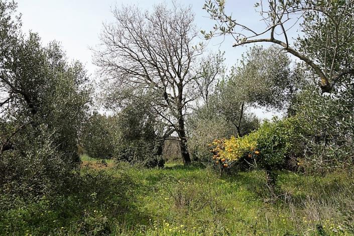 Image No.6-Plot for sale