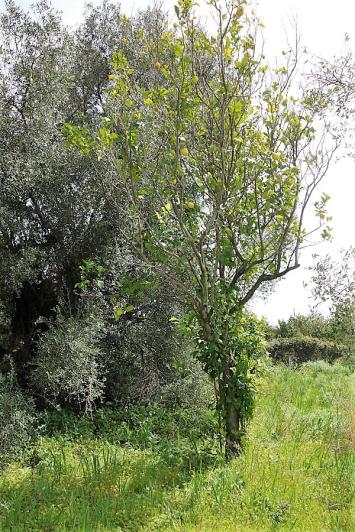 Image No.12-Plot for sale