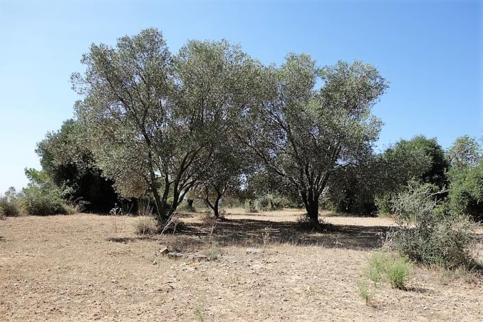 Image No.7-Plot for sale