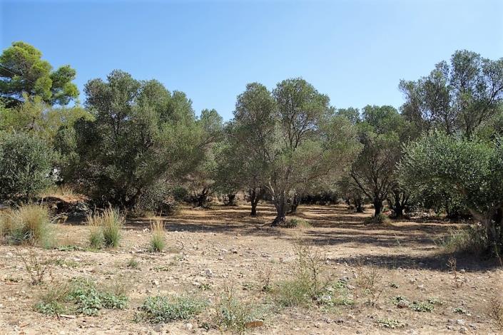 Image No.11-Plot for sale