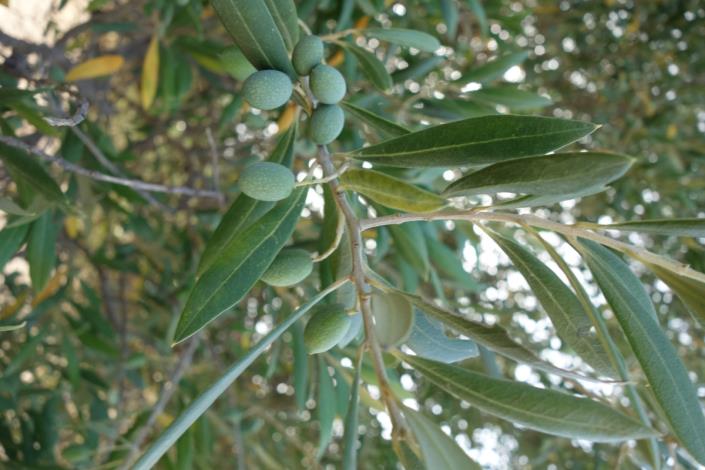 Image No.30-Terrain à vendre à Metaxata