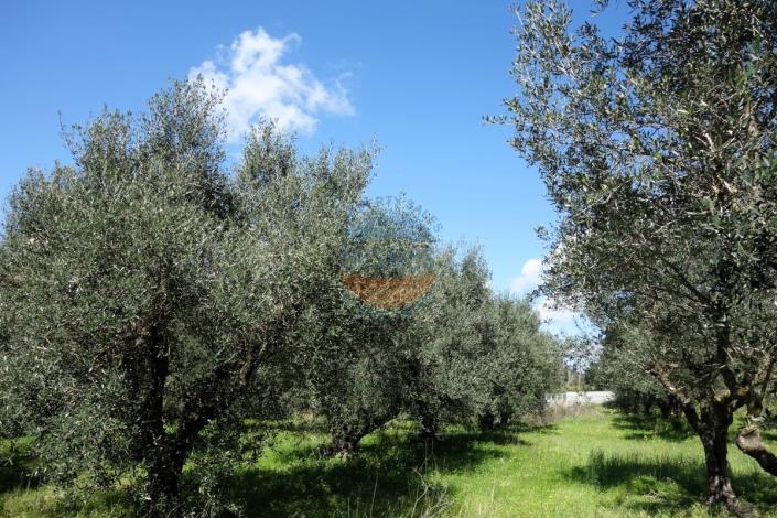 Image No.13-Land for sale