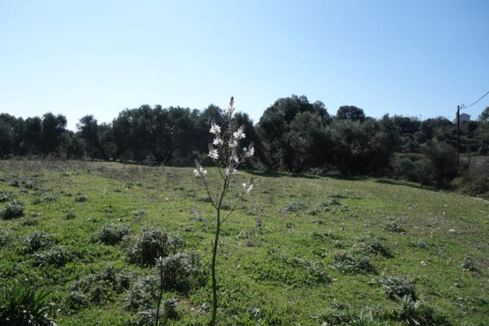 Image No.2-Terre à vendre à Klismata