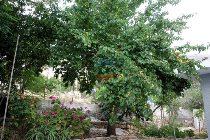 Image No.26-Maison de 3 chambres à vendre à Agia Efimia