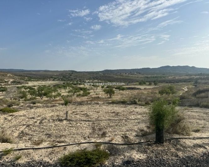 Image No.2-Terre à vendre à Torremendo