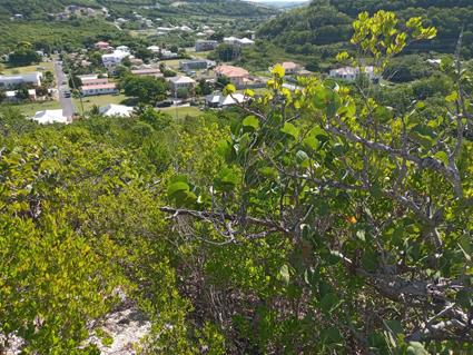 Image No.5-Terre à vendre à Antigua-et-Barbuda