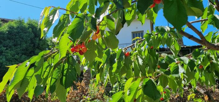 Image No.16-Maison de 4 chambres à vendre à Derveni