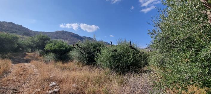 Image No.14-Ferme de 1 chambre à vendre à Gytheio