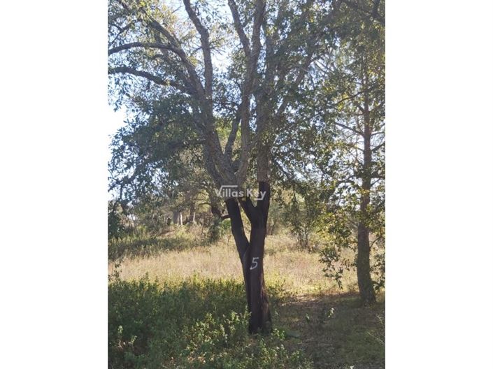 Image No.5-Terrain à vendre à Silves