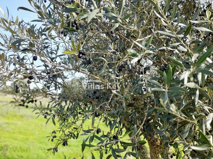 Image No.20-Ferme de 8 chambres à vendre à Beja
