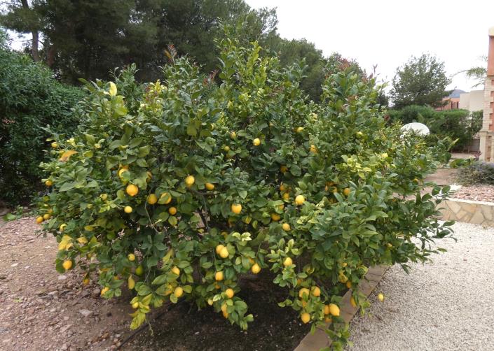Image No.57-Maison de campagne de 3 chambres à vendre à Mazarron