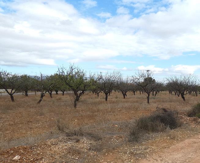 Image No.4-Propriété de pays de 7 chambres à vendre à Fuente Álamo