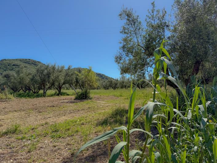 Image No.26-Maison de 3 chambres à vendre à Zante