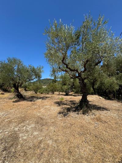 Image No.17-Maison / Villa de 4 chambres à vendre à Zante