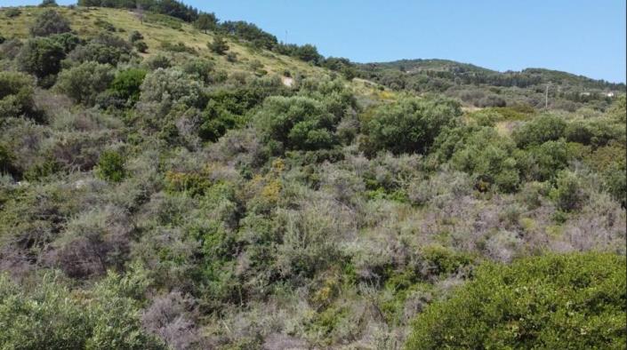 Image No.3-Terre à vendre à Zante