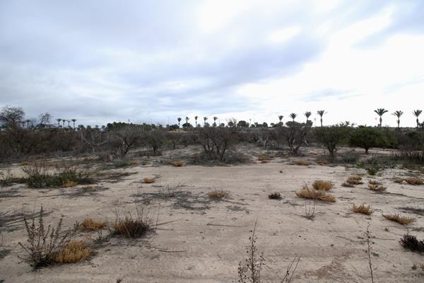 Image No.7-Terre à vendre à Hacienda del Alamo