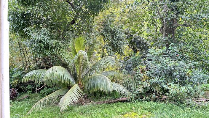 Image No.8-Maison de 4 chambres à vendre à Dominique