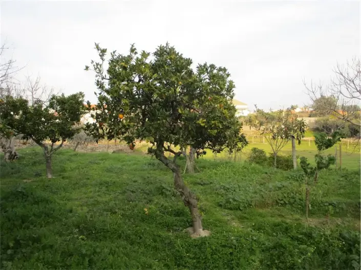 Image No.10-Propriété à vendre à Castelo Branco