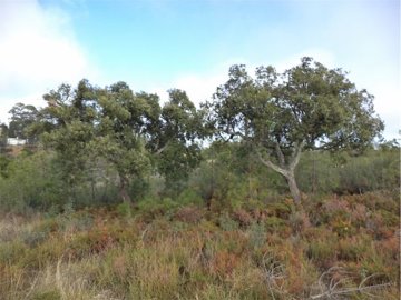 1 - Castelo Branco, Propriété