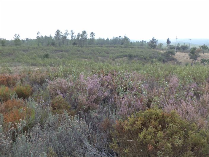 Image No.12-Propriété à vendre à Castelo Branco