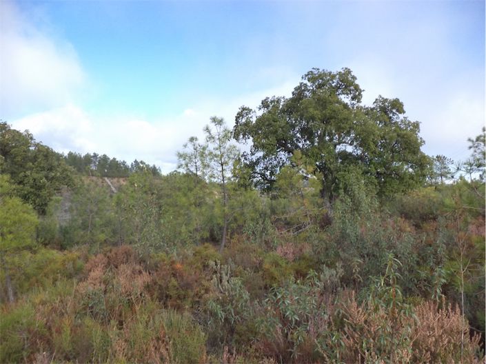 Image No.2-Propriété à vendre à Castelo Branco