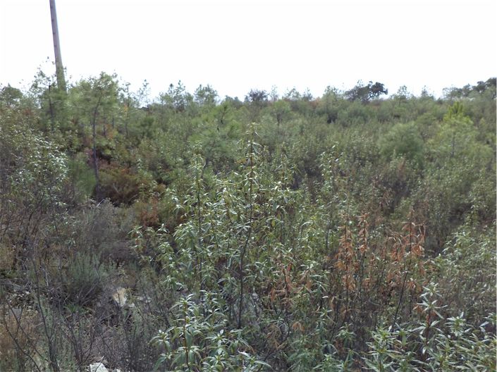 Image No.3-Propriété à vendre à Castelo Branco