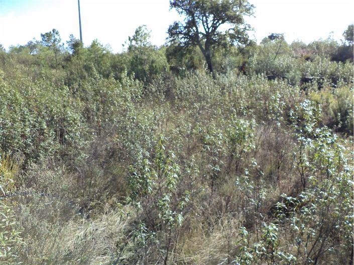 Image No.4-Propriété à vendre à Castelo Branco