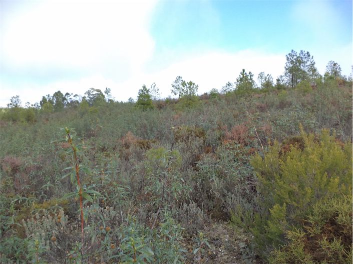 Image No.5-Propriété à vendre à Castelo Branco