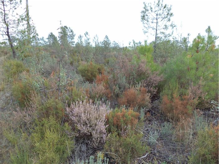 Image No.9-Propriété à vendre à Castelo Branco