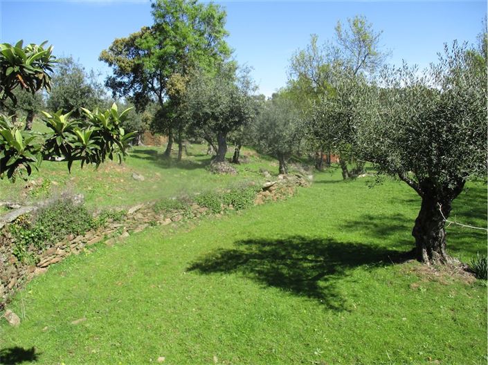 Image No.17-Ferme à vendre à Castelo Branco