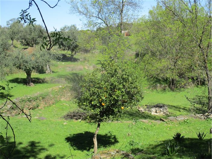 Image No.18-Ferme à vendre à Castelo Branco