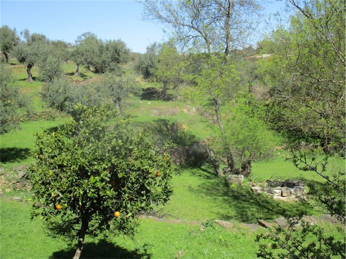 Image No.19-Ferme à vendre à Castelo Branco