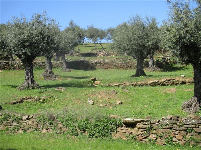 Image No.24-Ferme à vendre à Castelo Branco