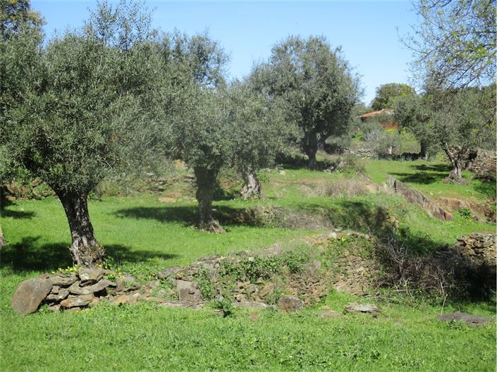 Image No.25-Ferme à vendre à Castelo Branco