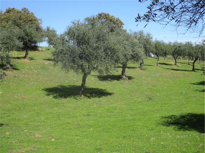 Image No.4-Ferme à vendre à Castelo Branco
