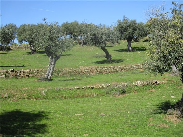 Image No.5-Ferme à vendre à Castelo Branco