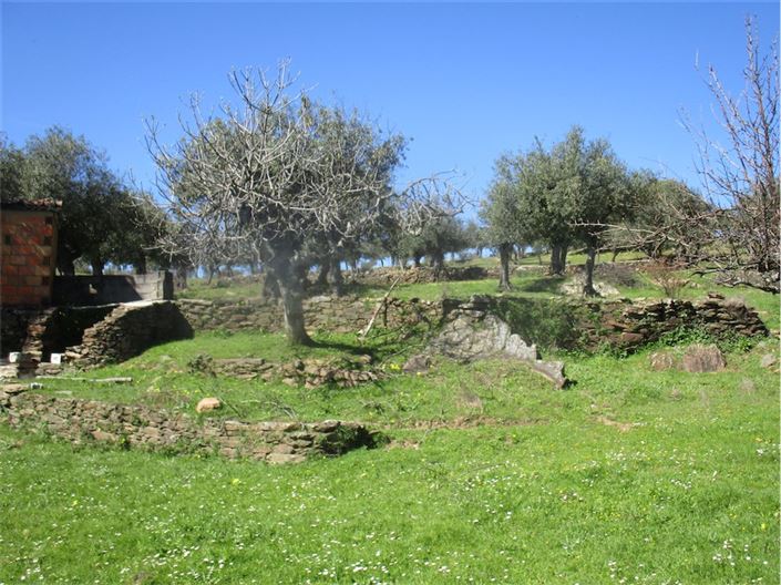 Image No.9-Ferme à vendre à Castelo Branco